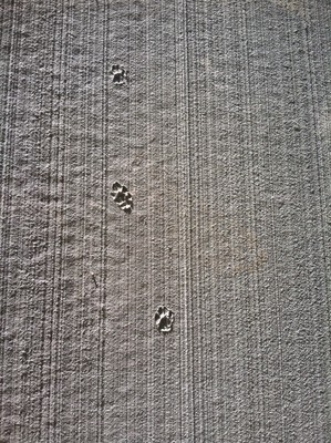 Critter prints on wall